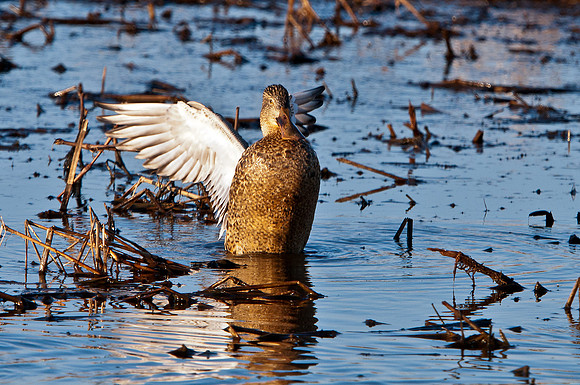 Female Shoveler