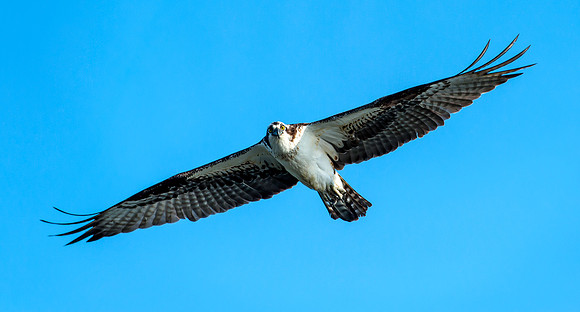 Osprey Flying