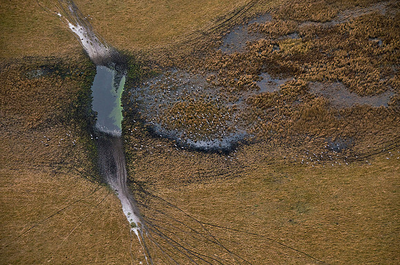 Wetland Cranes and Cow Paths