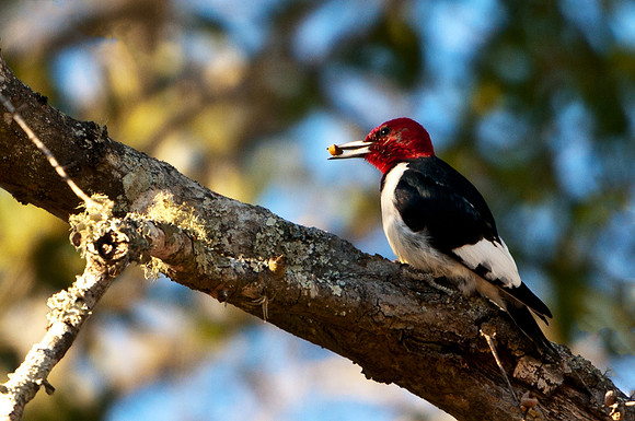 Redheaded Woodpecker