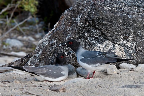 Swallow-tailed Gulls