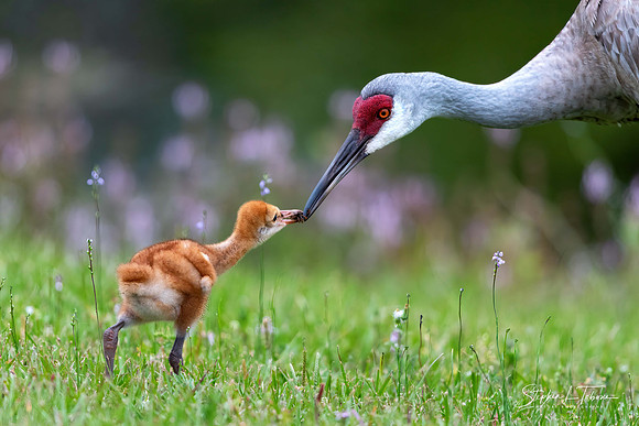 Baby Mom Cranes S wlogo