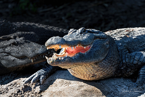 Gator Mouth Glowing S wlogo