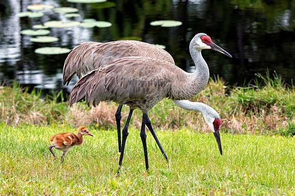 Crane Family