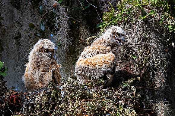 GHOwlet Siblings S
