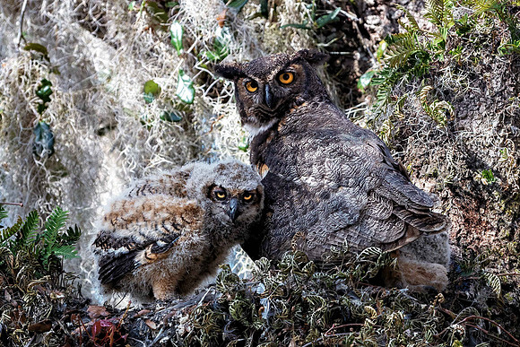 GHOwlet Siblings S2