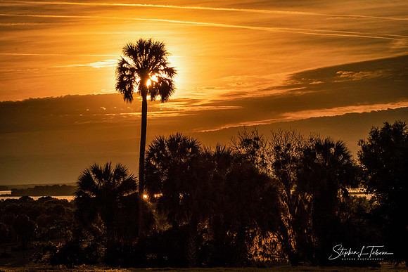 OLO Orange Palm S wLogo