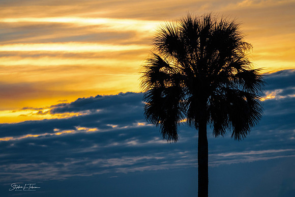 Palm Silhouette S Logo