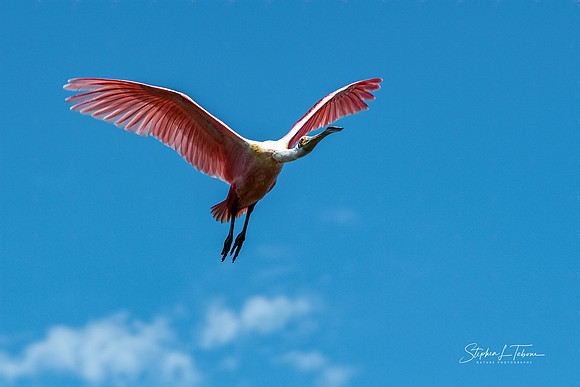 Rosetta Spoonbill w Clouds wlogo