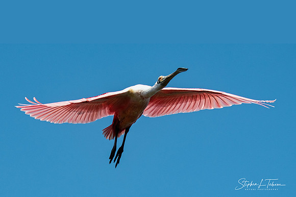 Rosetta Spoonbill wlogo