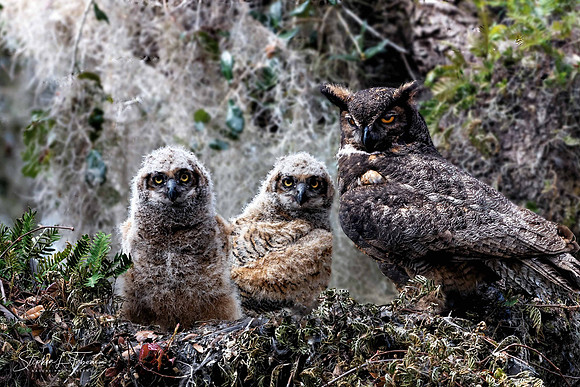 Great Horned Owl Family
