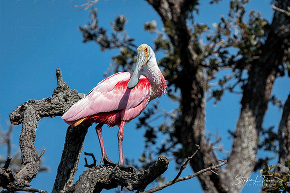 Rosetta Spoonbill