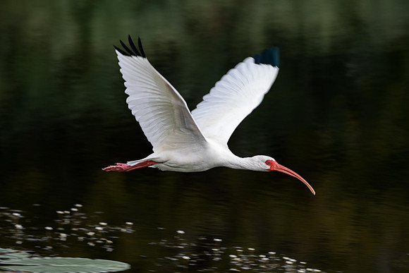 Ibis in Flight