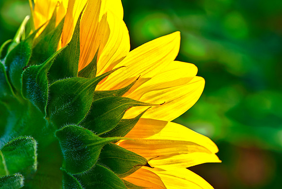 Sunlight through a Sunflower