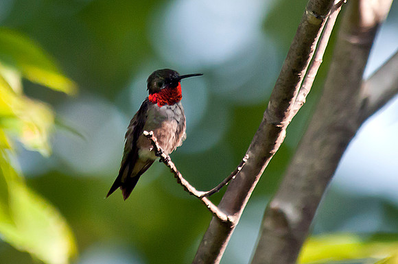 Ruby Throated Hummingbird