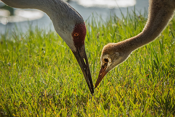Learning from Mom (Sandhill Cranes)