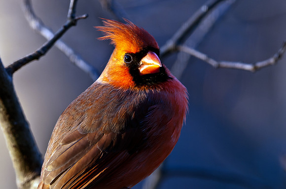 Cardinal