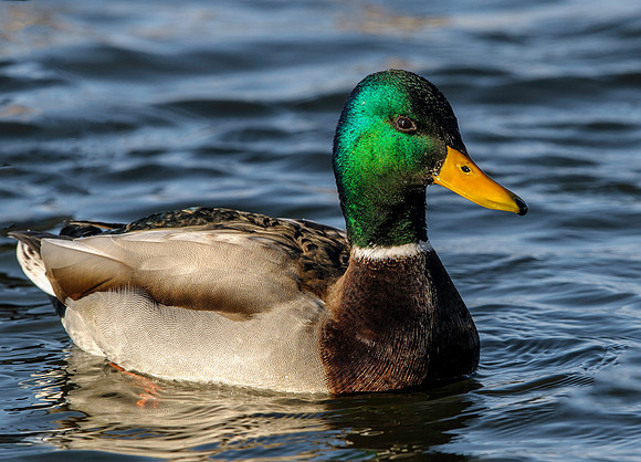 Male Mallard