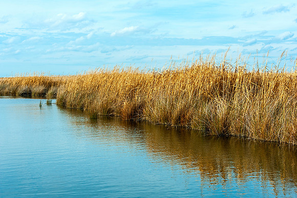 Late Afternoon Sun Lighting Up Reeds at McMay Island NWR