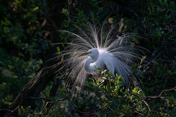Egret Showing on Nest