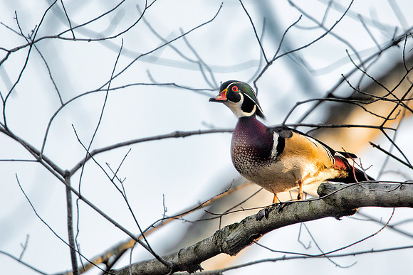 Male Wood Duck