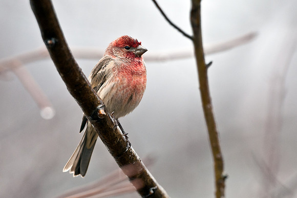 House Finch