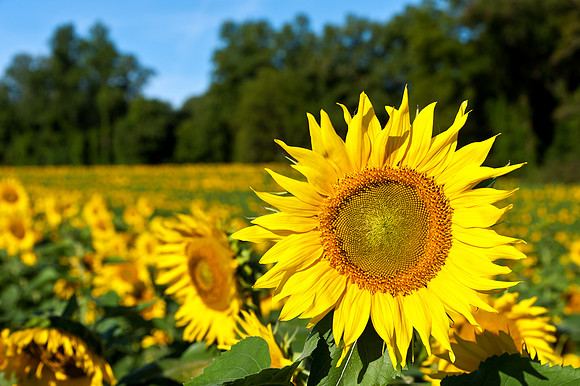 One of the Many Sunfolowers