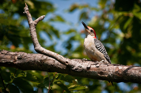 Red Bellied Woodpecker