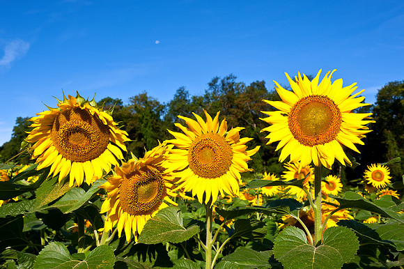 Field of Sunflowers