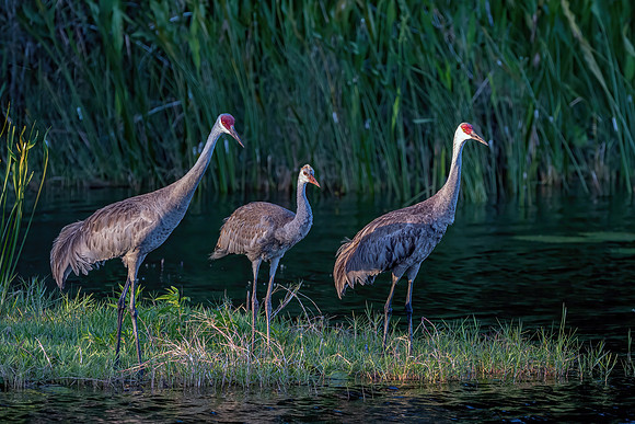 Crane Family Getting Ready to Swim across Lake