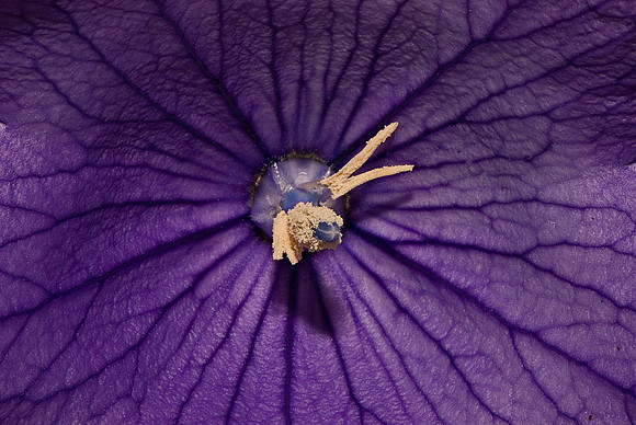Balloon Flower