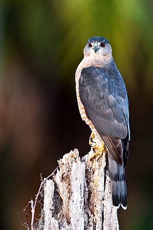 Sharp Shinned Hawk