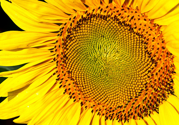Sunflower FIngerprint