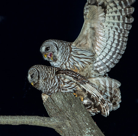 Barred Owls Mating