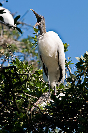 Storks on Nest