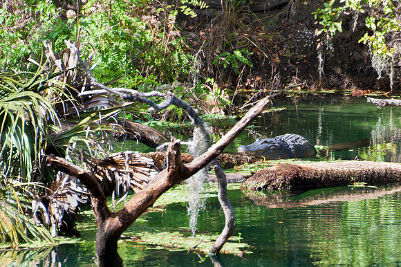 Gator on the River