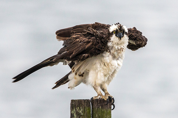 Mother Osprey and a Break from the Chicks