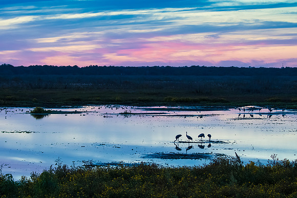Cranes on the Prairie at Sunset