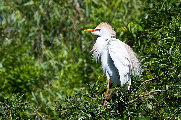 Cattle Egret