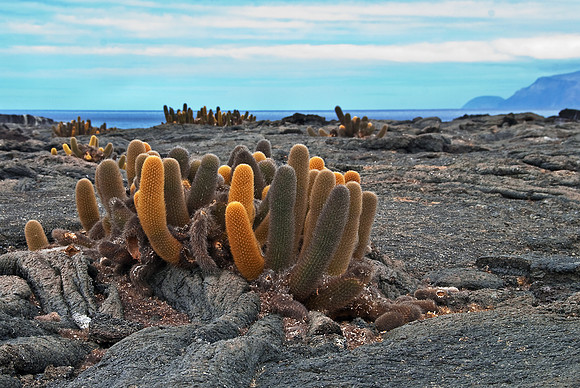Catus on Fernandina Island