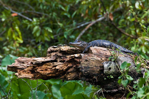 Young Gator, Wekiva River, FL