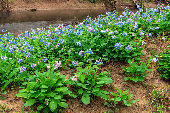 Bluebells at Merrimac Farm Wildlife Management Area