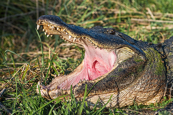 Paynes Prairie Alligator