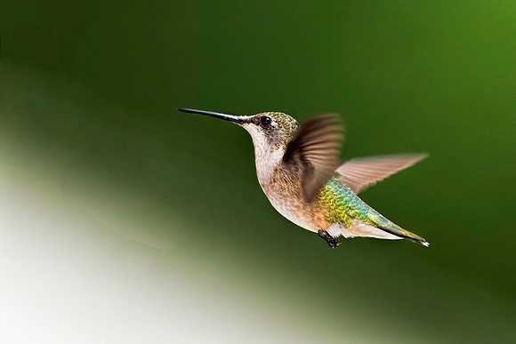 Female Ruby-throated Hummingbird