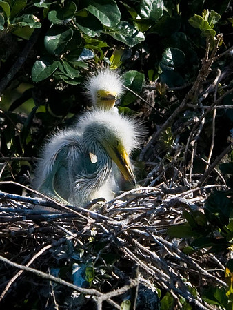 Great White Egret Chicks