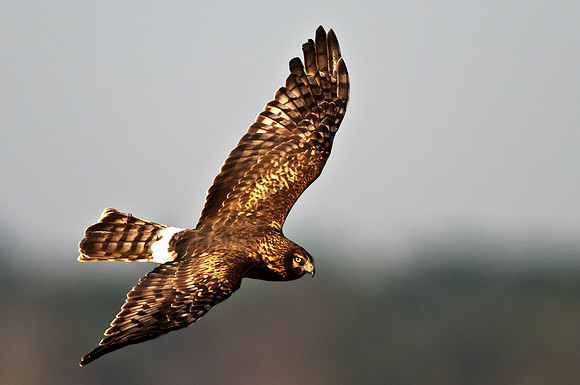 Northern Harrier