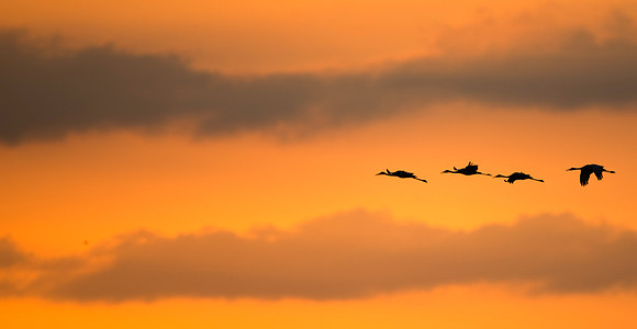 Four Sandhill Cranes at PPSP Sunset 2