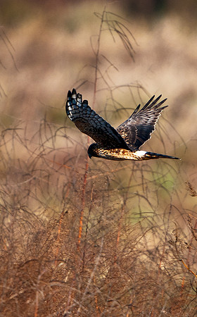 Northern Harrier 3