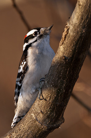 Downy Woodpecker