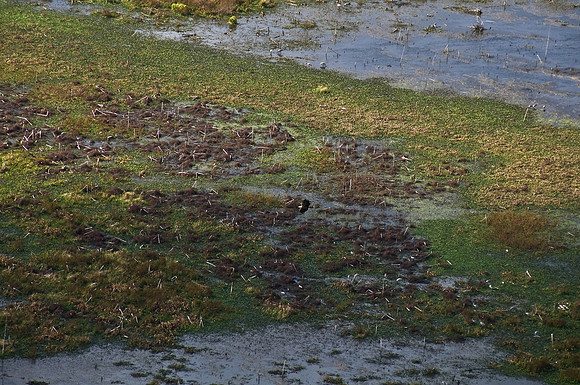 Eagle Flying Low over the Prairie